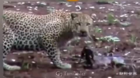 Cheetah save Deer