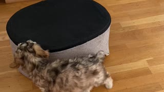 Puppy Prefers His Bed Upside Down