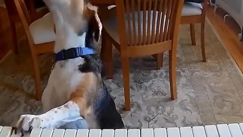 I am a talented pianist