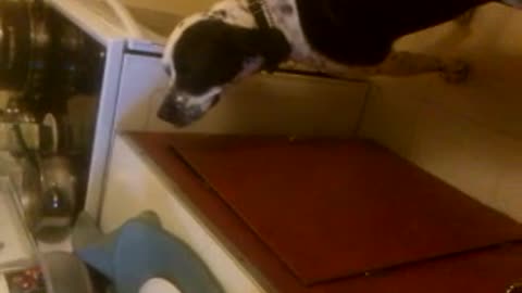 my crazy dog eating off the stove