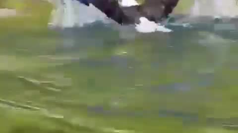 Eagle swimming