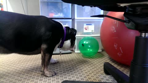 Indiana the Bulldog Pops a Balloon