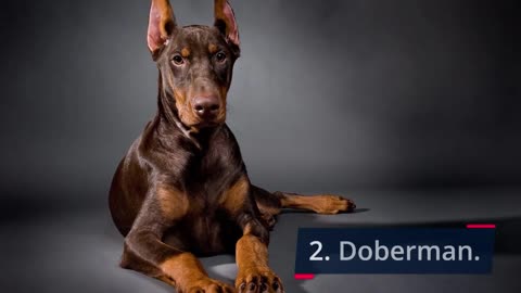 10 DOG BREEDS THAT WILL SACRIFICE THEIR LIFE FOR YOU!!?