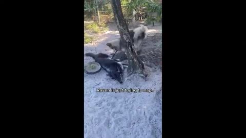 Three legged wolf plays with other wolves at Shy Wolf Sanctuary!