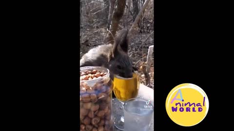 FISH DRINKING BEER - FUNNY DRUNK ANIMALS