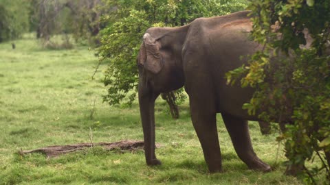 a elephant in sri lanka