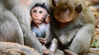 Funny Animal# monkey happy#56# love animal.
