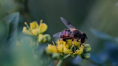 Bee pollinating flowers #bee #pollinators
