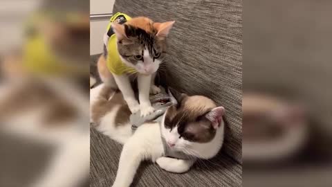 Funny and Cute Cat Videos 2021 🥰