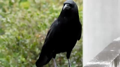 Arrogant crow