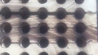 Mason Bee Day 16