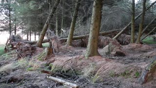 Heavy Winds Push Trees Back And Forth, Create Insane Illusion!