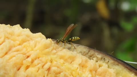 Fauna Nature Macro Wasp Sting Colombia