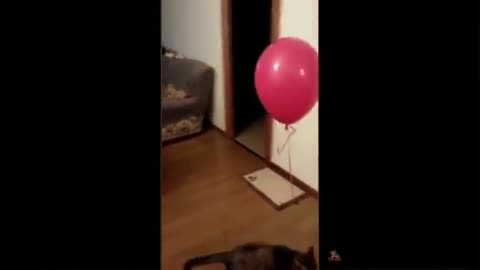 kitten and baloon