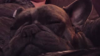 French Bulldog SNORING! turn up your volume