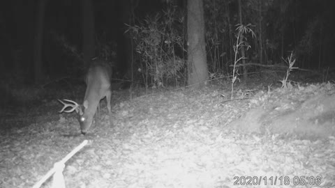 Big 6-point deer