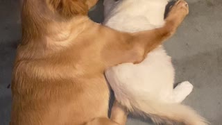 Puppy and Cat Caught Cuddling