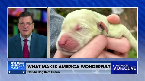 Dog in Florida Born with Lime Green Fur Named 'Shamrock'