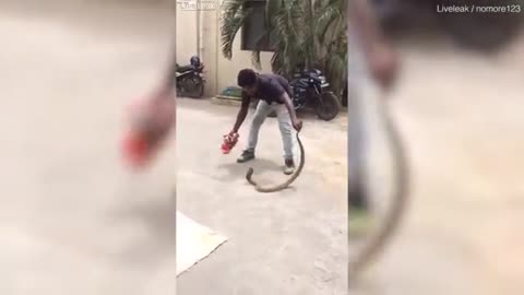 Man catch huge COBRA out of hole with his bare hands