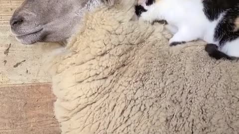 Cat gives sheep a massage! 🐈🐑