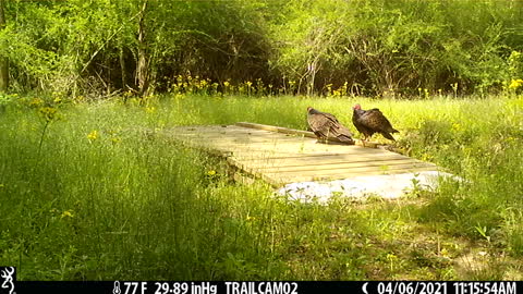 How Baby Vultures are Made