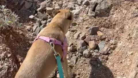 Hiking dog