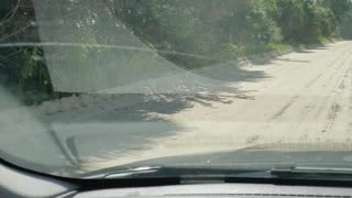 A croc on the road