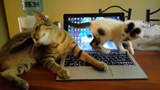 Cat And Kitten Play Fight On Top Of Laptop
