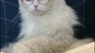 Kitty Looks Serious About Studying