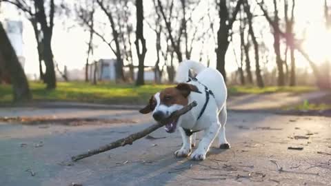 Top 10 Hyperactive Dog breeds in the world