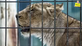 This Lion Was Reunited With The Man Who Raised Her, See Jaw-Dropping The Animal’s Reaction Was