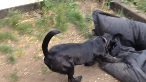 Hilarious puppy practices his dive-bombs