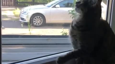 Collab copyright protection - cat falls off windowsill