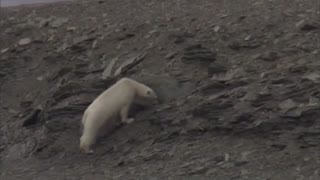 Frozen Planet: Eider duck drama