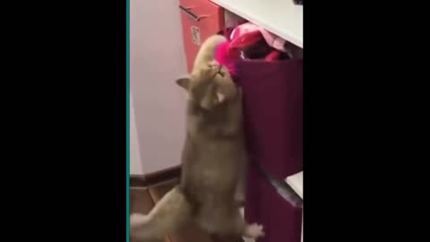 Try not to laugh Cats and dogs fighting very funny