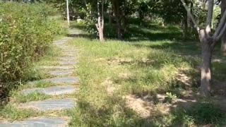 The trees along the path