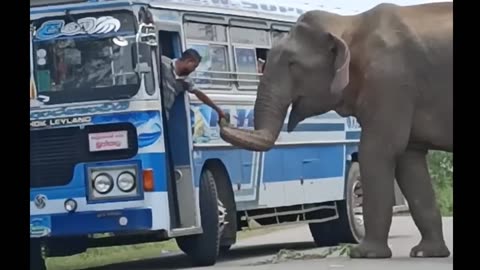 Friendly Wild Elephant 'Raja' on the road