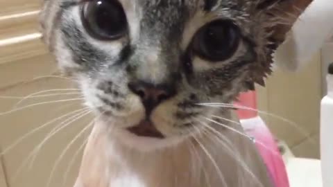 Cat Says "That Hurt" While Taking Bath