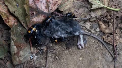 Carrion Beetles Eating Dead Mouse