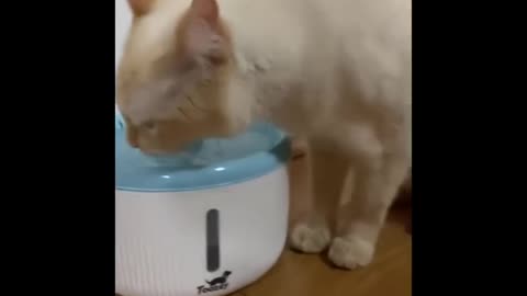 Funny Cat Videos Moments