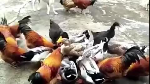 Funny Dog and Chicken Video fight Compilation