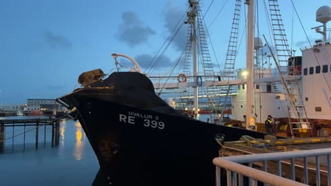 Video 1 - Activists occupy icelandic fin-whale whalingships Hvalur 8 and 9