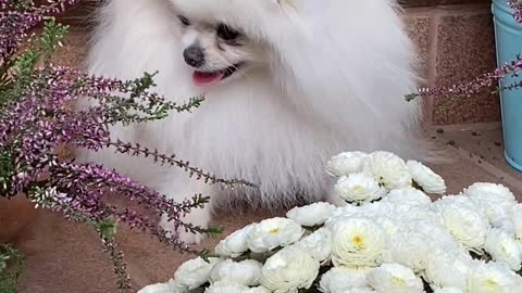 Cute dog smiling and laughing with white flowers/very funny
