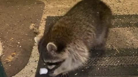 Raccoon Eating Marshmallow (CUTEST!)