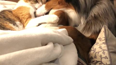 Blue Merle and Calico Cat Playing Together