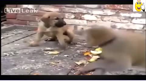 Too or too funny with animals fighting each other phase - animal world