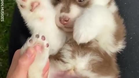 One of the Cutest Husky Puppy You're Going To See Today