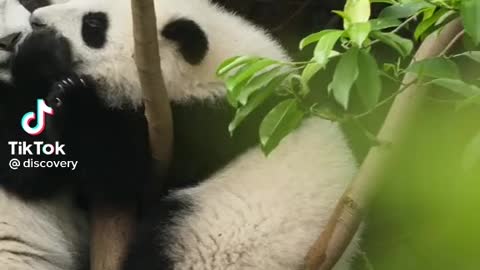 🐼 panda enjoy and eating grass with his family in the jungle cute Panda puppy and eating food