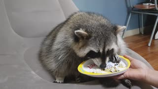 Raccoon sits on the air sofa and eats ramen crumbs.