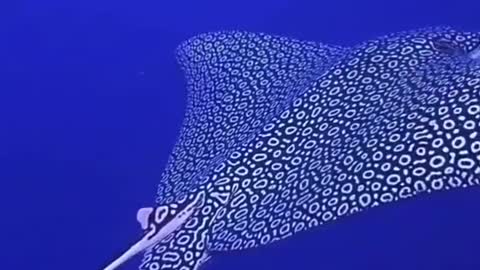 Spotted eagle stingray glides majestically past scuba diver